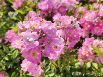 打造露台花园的五个小技巧