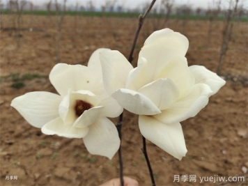 六种玉兰介绍：白玉兰、紫玉兰、二乔玉兰、望春玉兰、飞黄玉兰、宝华玉兰