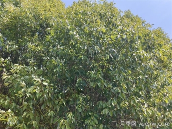 公园常见植物配置表