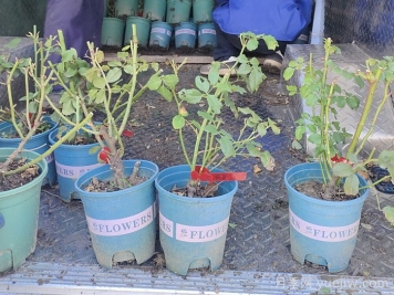 月季花怎么换盆？掌握技巧花开不断
