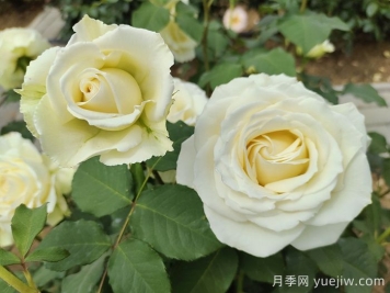 白色月季推荐，坦尼克月季