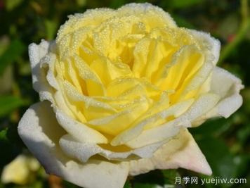 大赦国际月季/柠檬雪酪月季