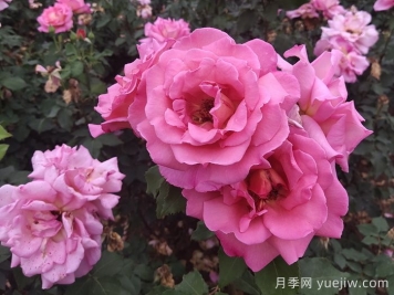春夏季节防治月季红蜘蛛虫害的办法