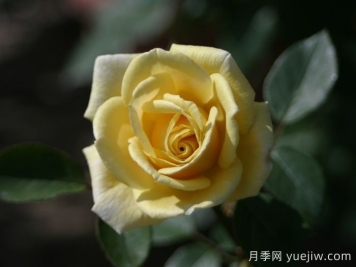 彼得阿隆索月季