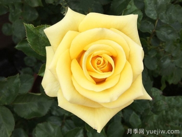 希望女王月季/皇后的希望