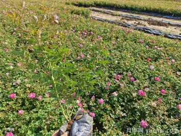 月季花打药浓了怎么办？
