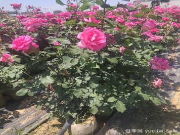 盆栽月季施肥时间表