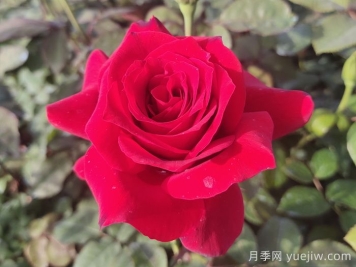 精选赞美月季的诗词十首
