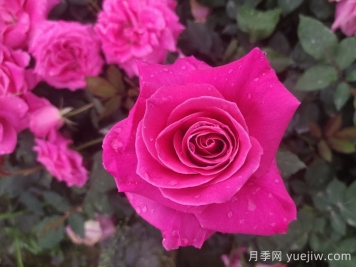 题月季，诗十三首