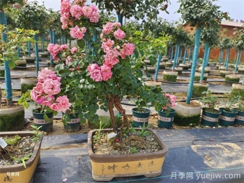 古桩盆景月季，既有颜值，又有价值