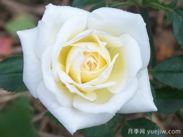 闪亮新娘月季/华丽新娘