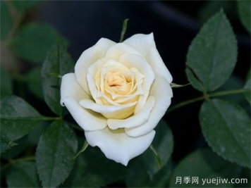 雪新娘月季
