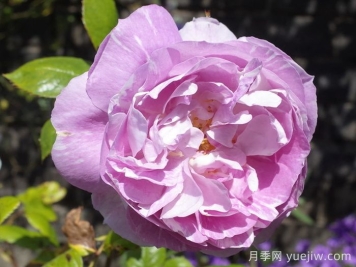 蓝宝石月季(丹陶)