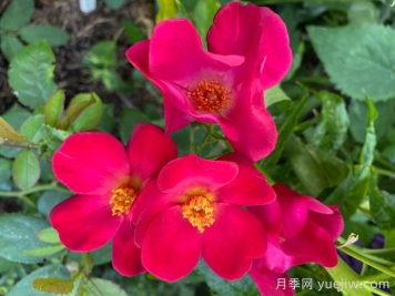 塔尔博特之家月季/塔伯特之家