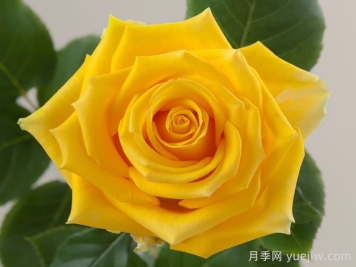 灯塔月季