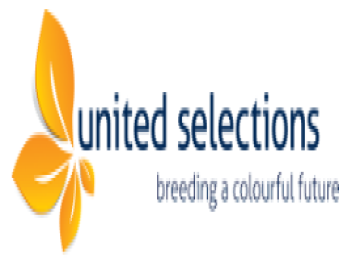 月季育种家：荷兰联合精选(United Selections)