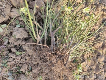经过远距离运输的月季裸根苗，定植上盆办法详解