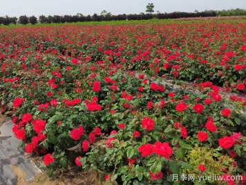 月季打药也要分时间？这两个时段打药最好