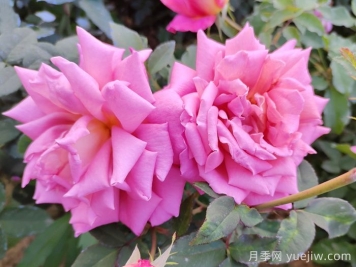 月季花的养殖方法和注意事项总结