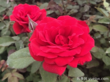 月季网讲解如何掌握大花月季的习性