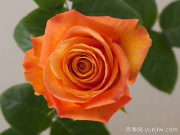 机密月季