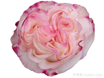 可爱教主月季/小可爱/非常可爱