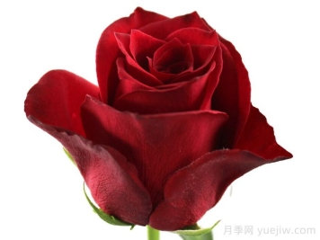 高级阶级月季