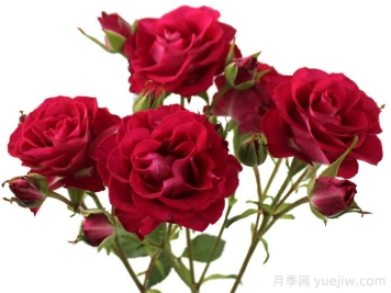 棒棒糖之花月季