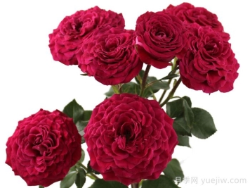 樱桃之花月季