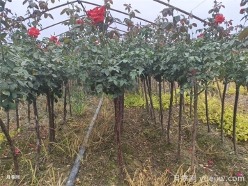 南阳内乡树状月季成就致富大产业