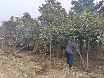 南阳市南召县玉兰树批发基地