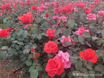 石桥月季日常管理技术要点有哪些？