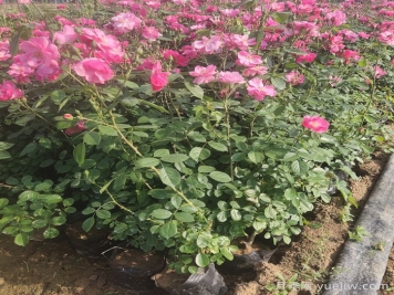 地栽月季在春秋季节能施复合肥吗？
