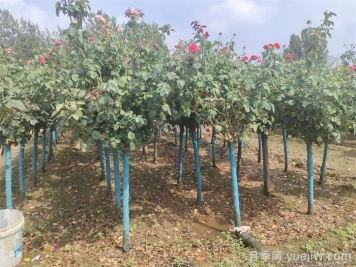 南阳树状月季网上交易成功，900棵出嫁杭州萧山