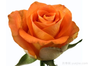 萨瓦月季