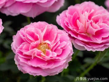 晴柔月季