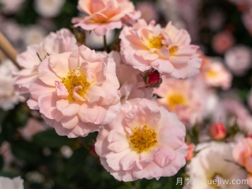小蝴蝶月季