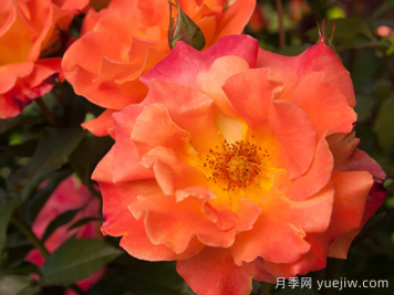 橘红潮月季/橙色波浪(Heirloom)