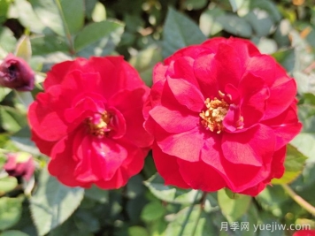 莫海姆月季/曼海姆宫殿月季