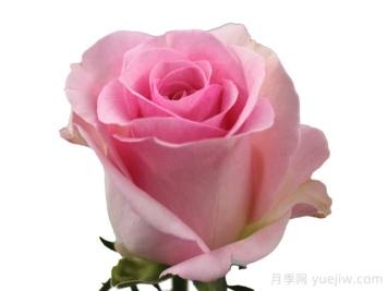 粉红春天月季