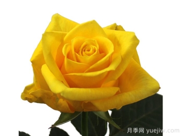 金鸟月季