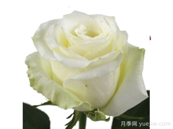 香草冰月季
