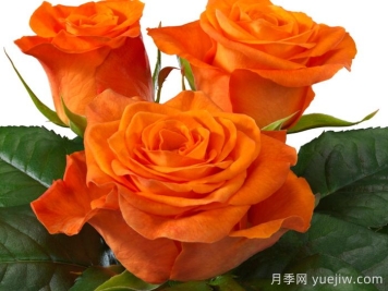 橘红潮月季/橙色波浪(Interplant)