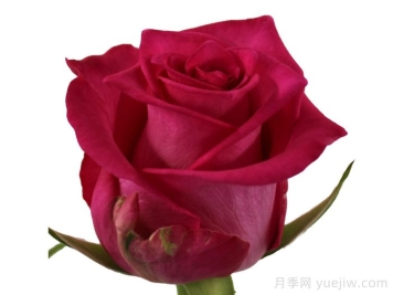 优雅狮子月季