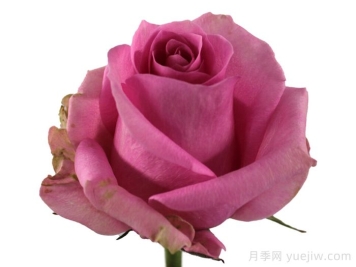 糖爱月季