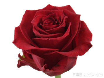 红狮子月季
