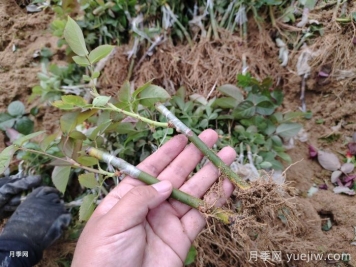 月季砧木与接穗培育怎么操作？
