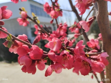 贴梗海棠