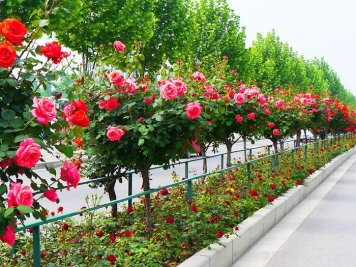 城市景观花坛类型和花草品种配置