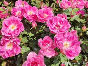 四月种月季花，种植养护要点告诉你